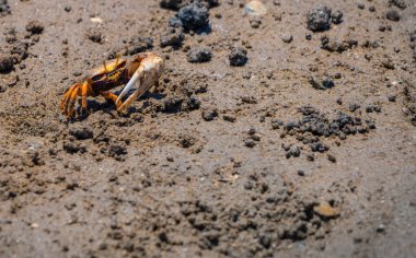 Çiftleşme zamanında Uca Tangeri Fiddler yengeci
