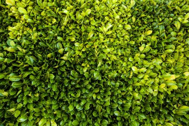 Taze Yapraklar çiçek arka plan dokusu