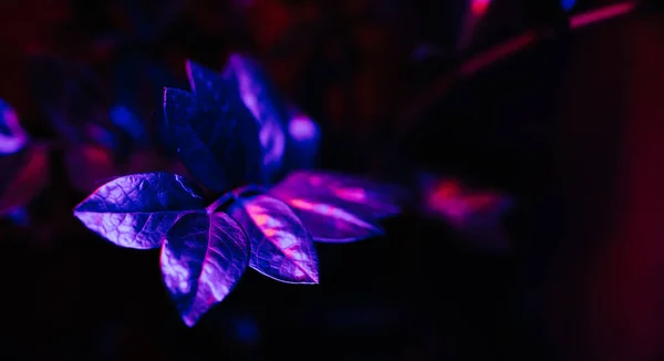 ネオンライトの植物の背景 — ストック写真