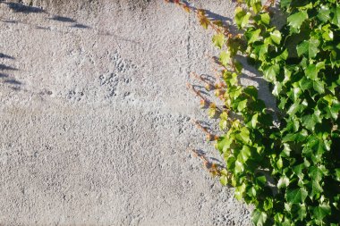 Metnin için yeşil yapraklı duvar dokusu