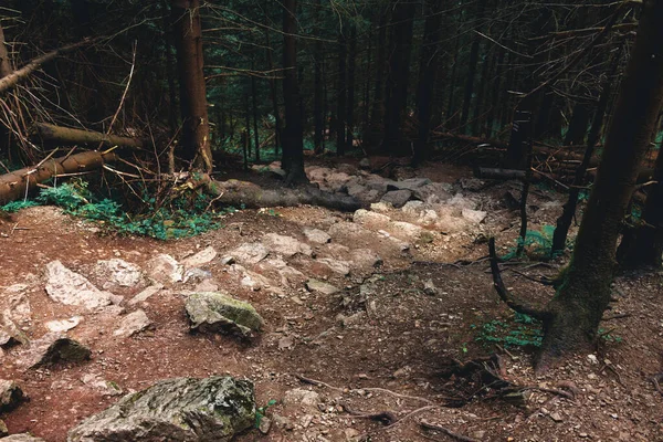 Ormanın derinliklerinde taş izleri. Polonya 'daki Tatras Ulusal Parkı 