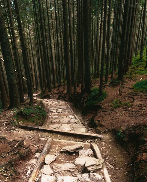 Ormanın derinliklerinde taş izleri. Polonya 'daki Tatras Ulusal Parkı 
