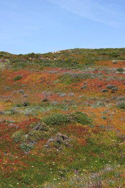 İlkbaharda kayalık kaya pelerini