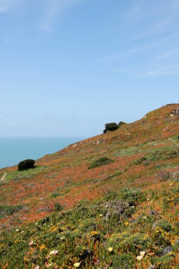 İlkbaharda kayalık kaya pelerini