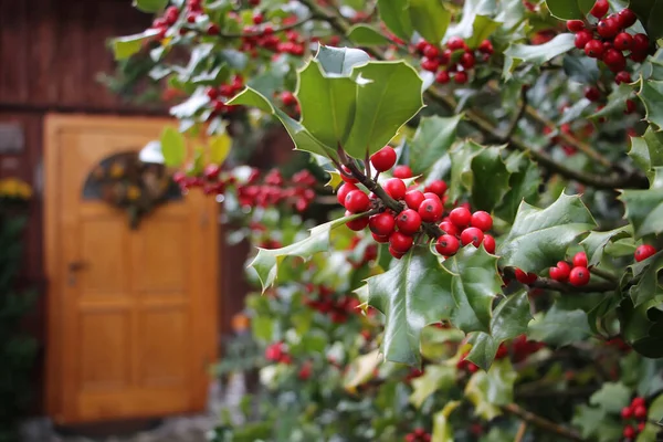 Red Berries Holly — Stock Photo, Image