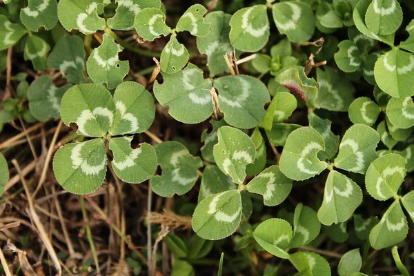 Clover Four Leaves — Stock Photo, Image