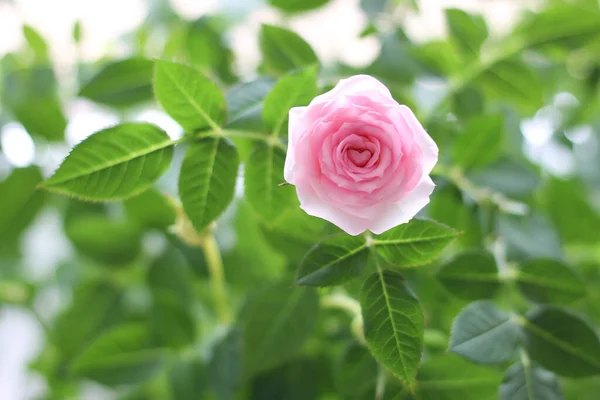 Rose Rose Avec Coeur Sur Fond Vert — Photo