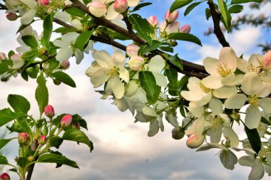 Tabakta kızarmış somon bifteği ve beyaz arka planda mısır.