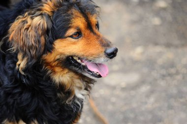 Arka planda ağzı açık güzel siyah ve kırmızı bir köpeğin portresi.