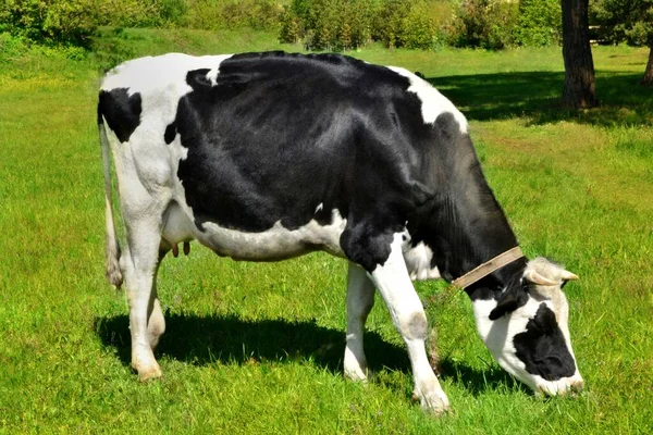 在炎热的夏日 奶牛在草地上吃草 采摘草 — 图库照片