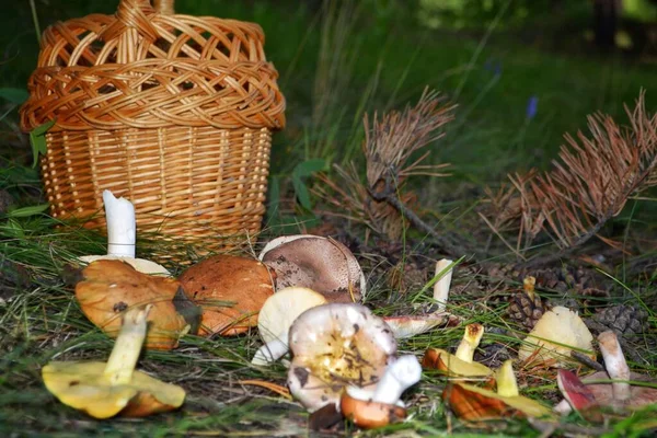 Bospaddenstoelen Verspreid Buurt Van Manden Natuur Het Bos — Stockfoto