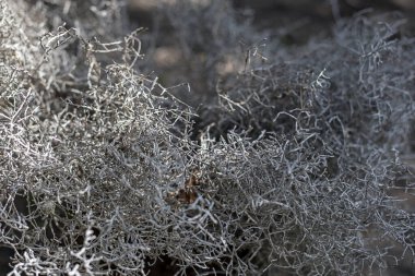 Saman kuru çimen grisinin arka planı. yosun