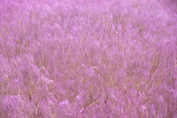 乾燥した草の珍しい美しい背景 草の様々な形のブレードは複雑なパターンを形成します 滑らかな色遷移と色の自然な範囲 — ストック写真