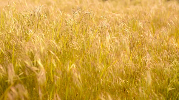 乾燥した草の珍しい美しい背景 草の様々な形のブレードは複雑なパターンを形成します 滑らかな色遷移と色の自然な範囲 — ストック写真