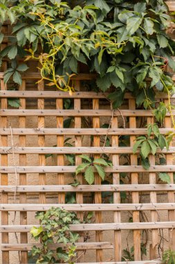 Bitki yetiştiriyorum. Bush tutucusu ve bitkiler için destek. Varşova