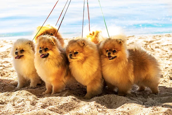 Photos of small red-haired dogs breed Spitz on the beach near the water. Summer time, beach. Photo content for kennels, veterinarians and Pomeranian dog lovers