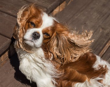 Şövalye Kral Charles Spaniel 'in fotoğrafı. Rüzgarda uçuşan uzun tüylü kulaklar. Köpek mutludur. Sahibinin arkadaşı kameraya ve güneşe bakıyor. Yakın plan portre