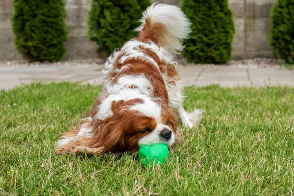 Dog playing with a plastic ball outside the house on the green grass. Good mood, pet care, walking on the street. Breed cavalier king Charles Spaniel, color Blenheim. Photo