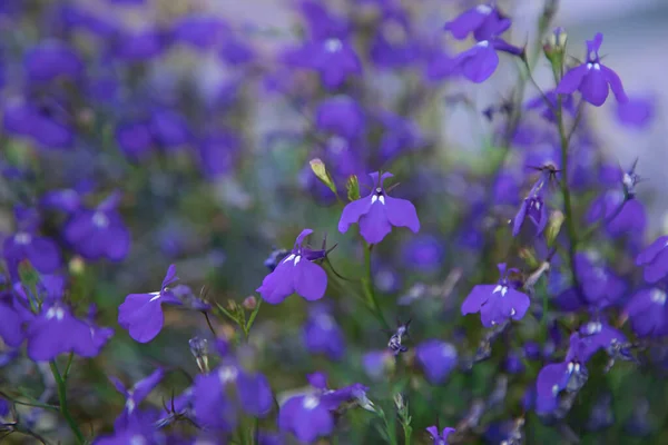 Streszczenie Niebieskich Fioletowych Płatków Kwiatów Zdjęcie Makro — Zdjęcie stockowe
