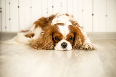 Evcil köpek odada ışık zemininde yatıyor. Şövalye Kral Charles Spaniel. Rengi Blenheim. Evcil hayvanlar. Yorgun, canı sıkkın, hasta ya da üzgün.