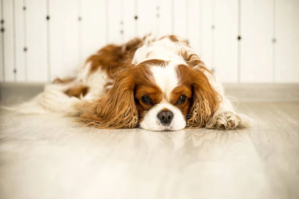 Pet Dog Lying Light Floor Room Cavalier King Charles Spaniel — Stock Photo, Image