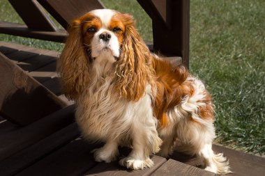 Evcil bir şövalye olan Charles Spaniel 'in fotoğrafı basamaklardaki evin yakınındaki çimlerde. Köpek dikkatle ve anlamlı bir şekilde başını eğmiş kameraya bakar. Lüks kürk ve kulaklar