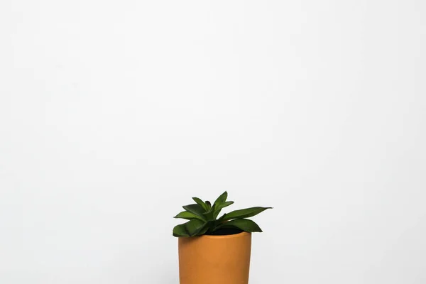 Tiny Succulents Terracotta Pot Blank Background — Stock Photo, Image