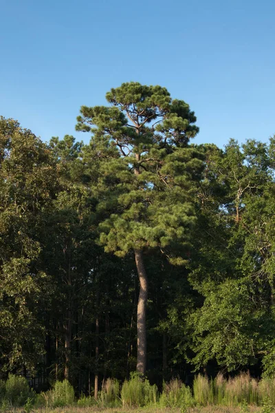 Eenzame Dennenboom Carolina Woods Slash Variety — Stockfoto