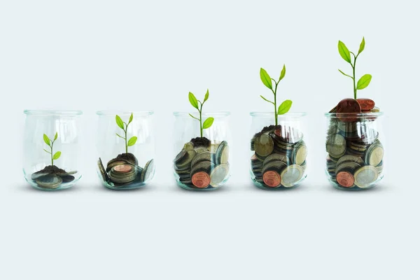 Kurabiyelerini Veya Ekonomi Büyüme Düşündüren Para Paralar Ile Büyüyen Yeşil — Stok fotoğraf