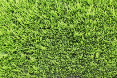 Çam veya iğne yapraklı ağaç kadar yakın arka plan veya doku olarak