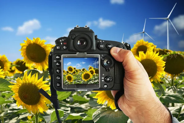 Hands of young photographer  taking a shot with a DSLR camera of a sunflower field with windmills