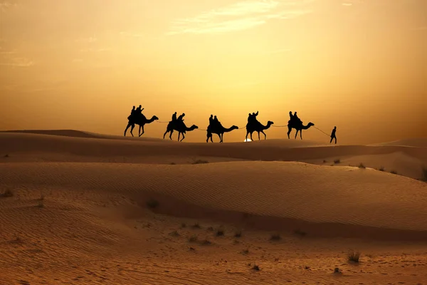 Caravana Camellos Con Turistas Atardecer Desierto Árabe —  Fotos de Stock