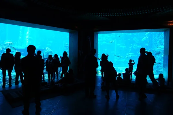 一组人在看水族馆 — 图库照片