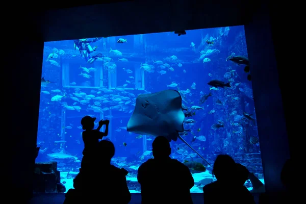 Groep Mensen Die Naar Aquarium Kijken — Stockfoto
