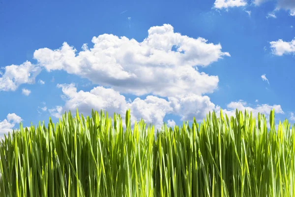 Natuurlijke Achtergrond Met Vers Groen Gras Blauwe Hemel Zomer Landschap — Stockfoto