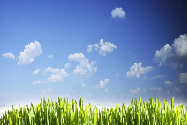 Fondo Natural Fondo Pantalla Con Hierba Verde Cielo Azul Día — Foto de Stock