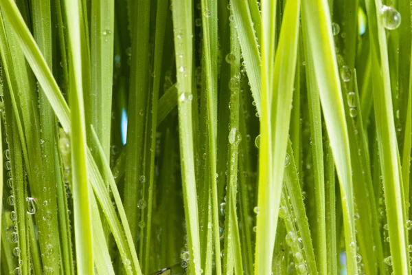 Hierba Verde Fresca Con Gotas Agua Rocío Que Crece Desde —  Fotos de Stock