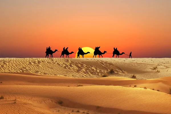 オレンジ色の夕日でアラビア砂漠の砂丘でラクダキャラバン ロイヤリティフリーのストック画像