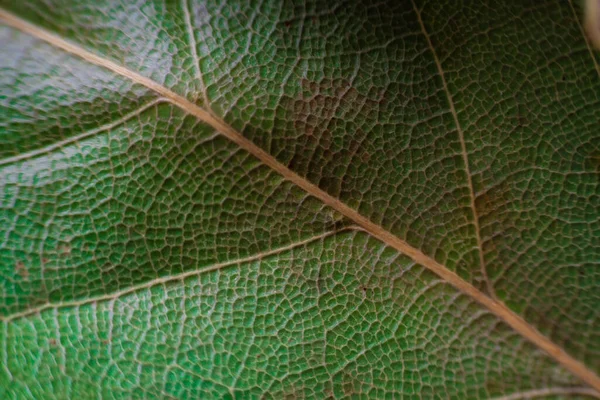 Fundo Folhas Laurel Close Textura Folha Verde Seca — Fotografia de Stock