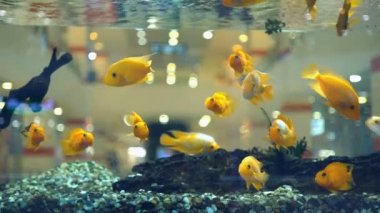  Akvaryum balığı Cichlids papağanı sarısı. Akvaryumda bir sürü yüzen sarı papağan balığı var.