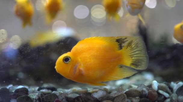 Akvarijní Ryby Cichlids Papoušek Žlutý Akváriu Spousta Plovoucích Žlutých Papoušků — Stock video