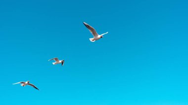Kuş martısı uçuyor. Bir kuş kadar özgür