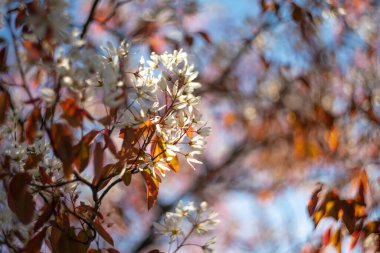 Çiçek açan kirazların kıvrımlı arka planı. Bahar havası. İlkbahar çiçekleri Helios 'ta çekildi