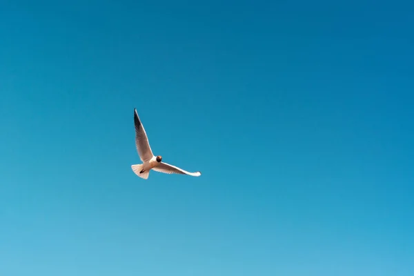 Bird Gull Flight Free Bird — Stock Photo, Image