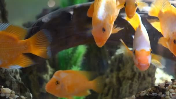 poisson d'aquarium Cichlidés perroquet jaune. beaucoup de poissons perroquets jaunes flottants dans l'aquarium