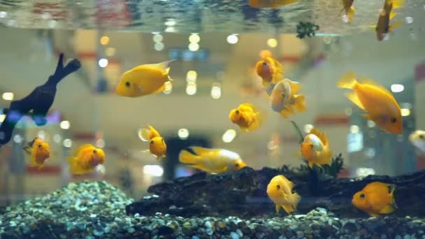 Aquariumvissen Cichliden Papegaai Geel Veel Drijvende Gele Papegaaivissen Het Aquarium — Stockvideo