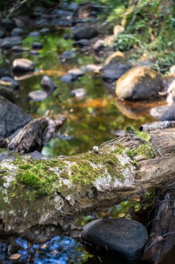 Orman manzarası. yeşil kayalık orman