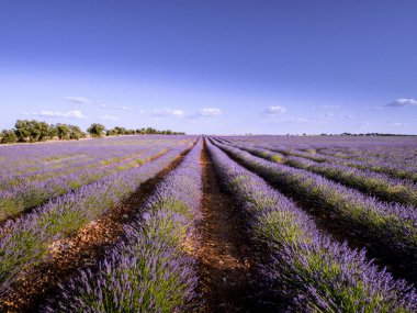 Brihuega 'daki mor lavanta tarlaları