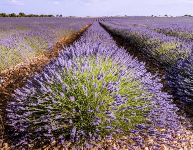 Brihuega 'daki mor lavanta tarlaları
