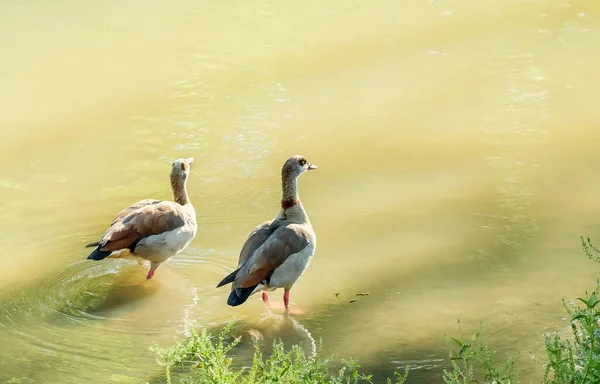 Kilka Przegród Wchodzących Rzeki — Zdjęcie stockowe